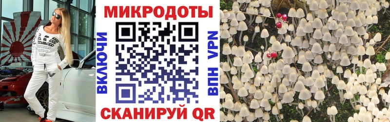 Галлюциногенные грибы Psilocybe Михайловск