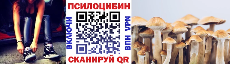 shop какой сайт  Михайловск  Галлюциногенные грибы Psilocybe 